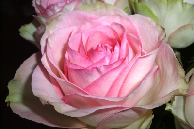 Rosenblüte Esperanza