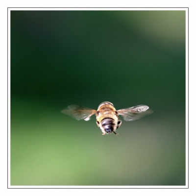 Schwebfliege im Flug (1von5)