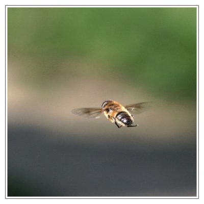 Schwebfliege im Flug (2von5)