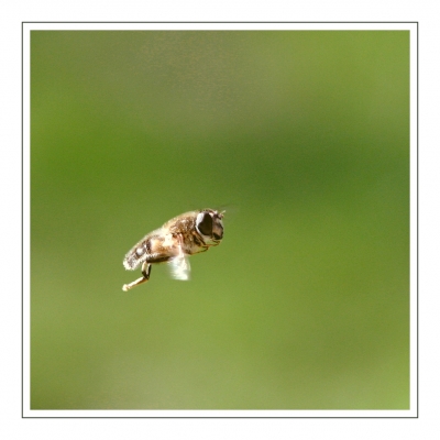 Schwebfliege im Flug (3von5)