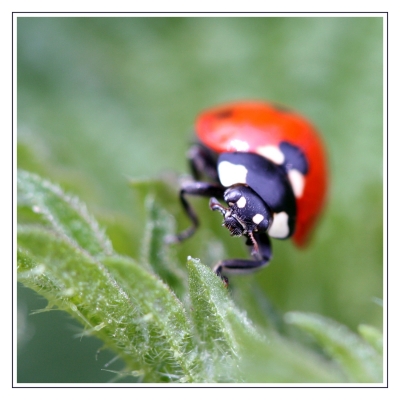 Käfer auf Raubzug