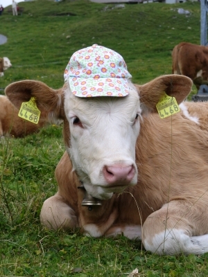 Kuh mit Mütze
