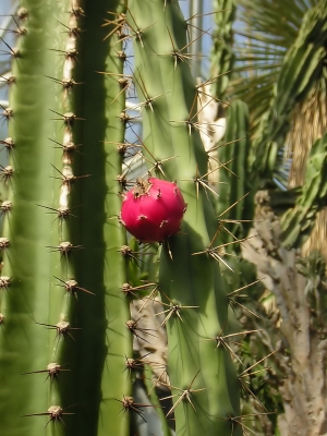 Kaktusblüte 2