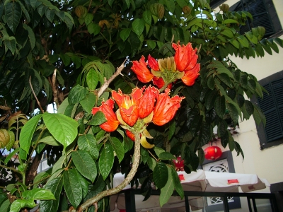 AfrikanischerTulpenbaum auf Madeira
