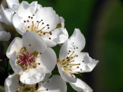 Apfelblüten