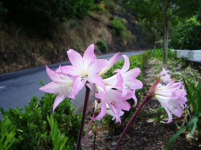 Belladonna-Lilie, auch Kap- Amaryllis