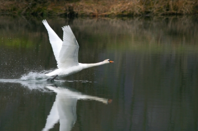 Mein lieber Schwan ...