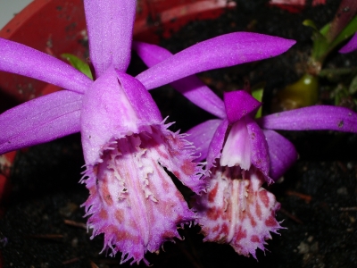 Pleione- Tibetorchidee