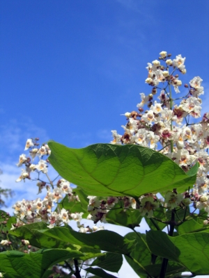 Blühender Trompetenbaum