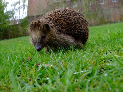 Kleiner Igel