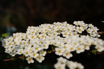 Weiße Blüten