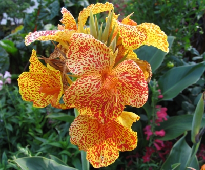 Canna "Cleopatra"