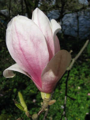 Magnolienblüte-1