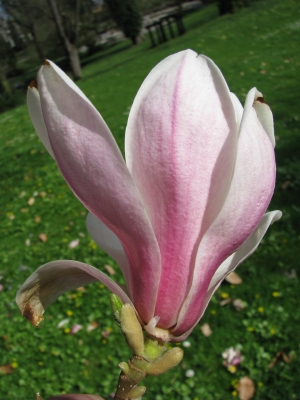 Magnolienblüte-2