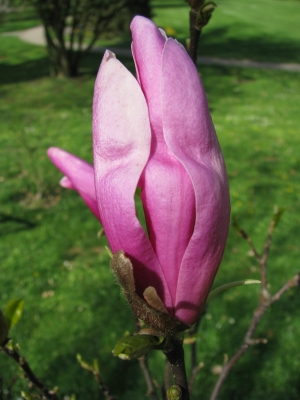 Magnolienblüte-3