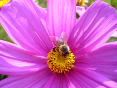 Blume und Biene