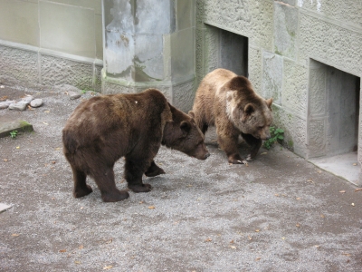 Tana und Petro im Bärengraben - 2