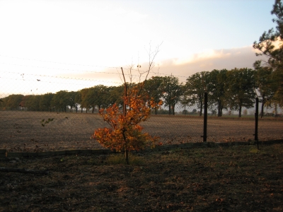 kleiner herbstlicher Baum