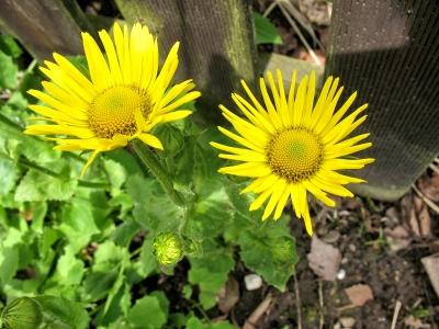 April 08 gelbe Blumen