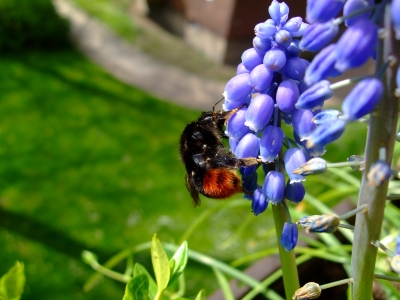 Steinhummel