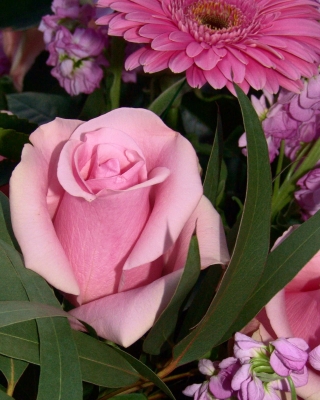Rose in lila
