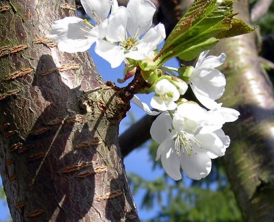 Kirschblüte im April 2008