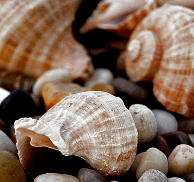 Muscheln auf Kieselstein