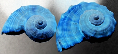 Muschel Twins Blau