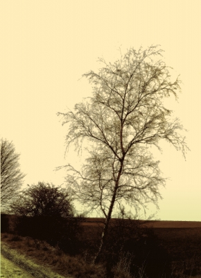 Pontilierter Baum