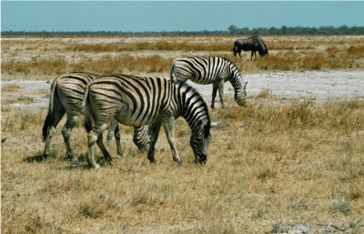 Zebras im Etoscha NP