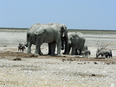 Elefanten an einem Wasserloch im Etoscha NP