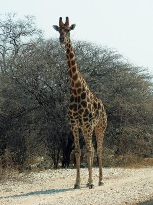 Giraffe im Etoscha NP