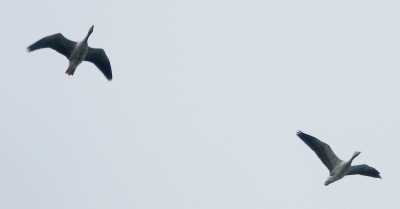 Wildgänse im Flug