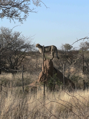 Gepard auf einem Termitenhügel