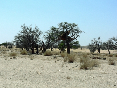 In der Namib