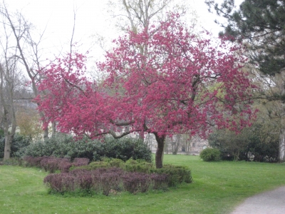 Baum in rot 1
