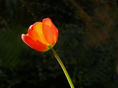 "Eine Tulpe"