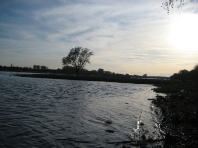 Der Rhein im Gegenlicht 5