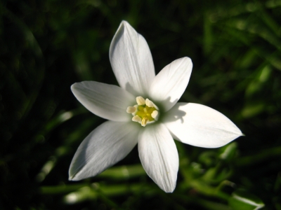 Blüte in Weiß