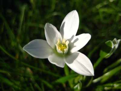 Blüte in Weiß 2