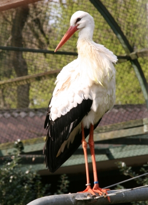 Storch I