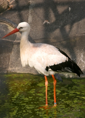 Storch II