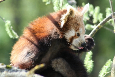 Kleiner Panda