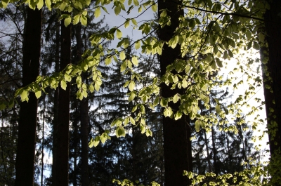 Sonne in den Blättern