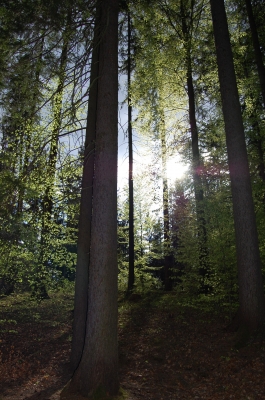 Sonne im Wald