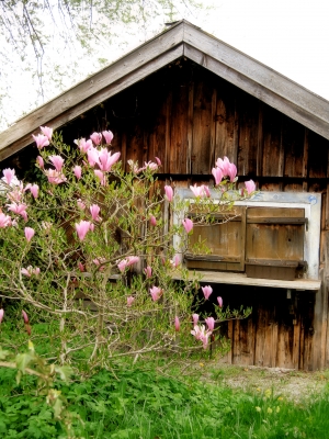 Seehütte mit Magnolien