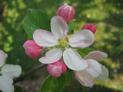 Zarte Apfelblüte