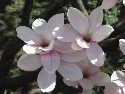 Magnolien Blüten