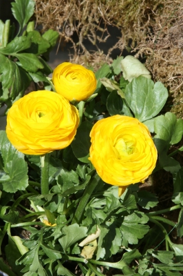 Blümchen im Frühling