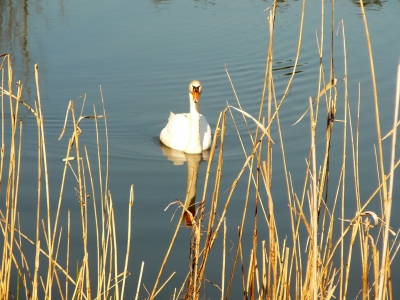 Schwan 02